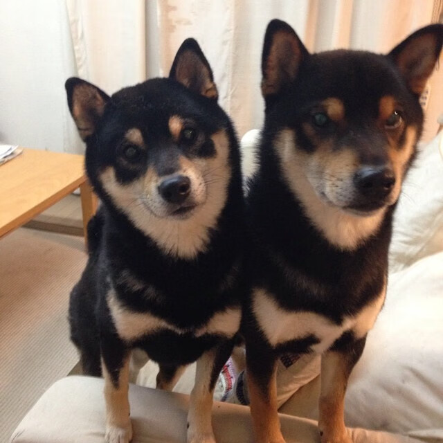 锡安爆发，上海队最后时刻击败热火，一场跨越篮球世界的对话